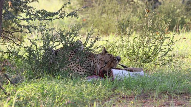 Graphic: Adult Kalahari cheetah eating a Springbok Antelope, looks up