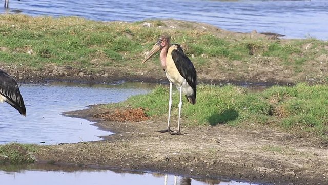 Two Marabou Storks near the Chobe River on a sunny day in Botswana