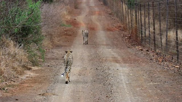 Pair of cheetahs walk along roadside fence in Thanda Private Reserve