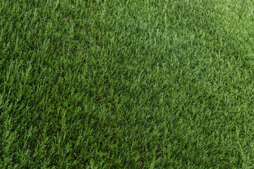 Green Cedar Hedge Texture Background. Natural background Close-up of green thuja