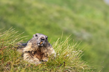 Fototapeta premium Alpine Marmots (Marmota marmota) on a Mountain Meadow near Kaiser-Franz-Josefs-Höhe, Grossglockner, Austria