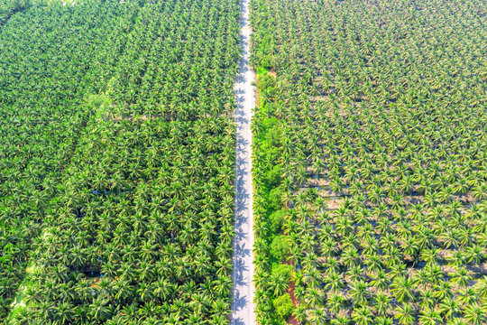 Aerial View Of Coconut Palm Trees Plantation And The Road.