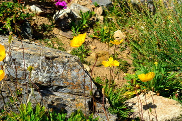 fleurs sauvages jaunes et rocaille