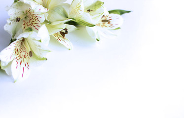 Delicate white astromelia flowers on white background. Pastel light colors. Background for greetings and postcards. © Olirina