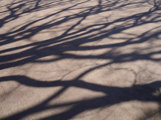 The shadow of the trees on the pavement, background