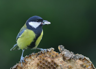 Kohlmeise (Parus major) mit Sonnenblumenkern auf verblühter Sonnenblume