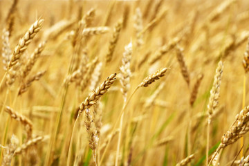 Wheat - Close up of a wheat field.