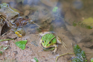 Water Frog, Front Viev