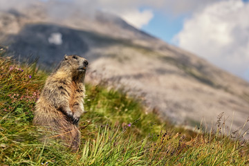 Naklejka na ściany i meble Alpine Marmot (Marmota marmota), Großglockner, Austria