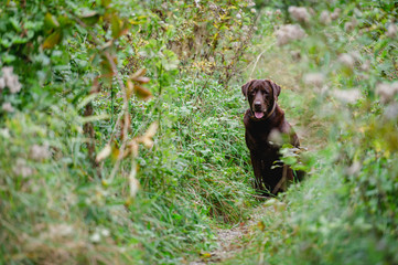 Obraz premium Hund Labrador braun showlinie