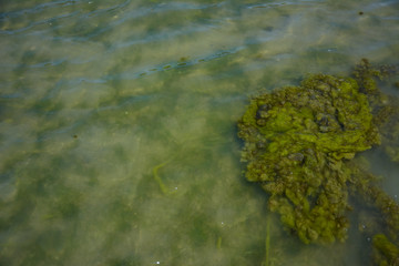 Seaweed on the surface of the water,Green algae pollution on a water surface. Ecological concept,Algae on the surface of the water as a background,Close-up of seaweed/kelp on the waters surface,