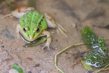 Water Frog, Front Viev