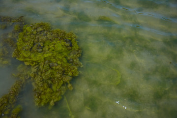 Seaweed on the surface of the water,Green algae pollution on a water surface. Ecological concept,Algae on the surface of the water as a background,Close-up of seaweed/kelp on the waters surface,