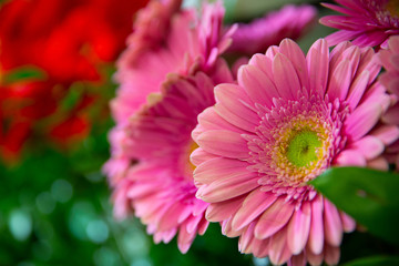 Photo of trendy flowers for graphic and web design. Floral image for web or mobile app