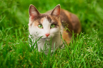 White cat with brown spots and greens eyes lies on the grass.