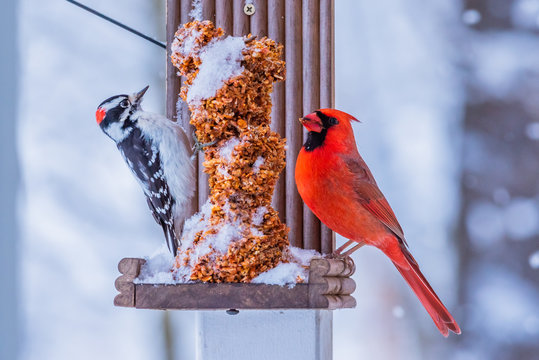 Woodpecker And Cardinal Birds Sitting On Bird Feeder Together