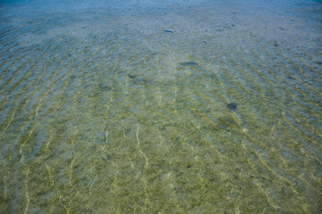 Seaweed on the surface of the water,Green algae pollution on a water surface. Ecological concept,Algae on the surface of the water as a background,Close-up of seaweed/kelp on the waters surface,