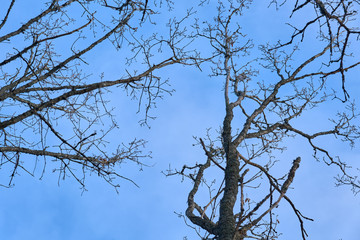 Branches of trees against a blue sky in springtime. 
