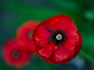  red poppy flower