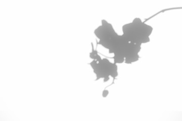Overlay effect for photo. Gray shadows of the orchid flower twig and leaves on a white wall. Abstract natural concept. Neutral nature background. Space for text. Blurred, defocused.