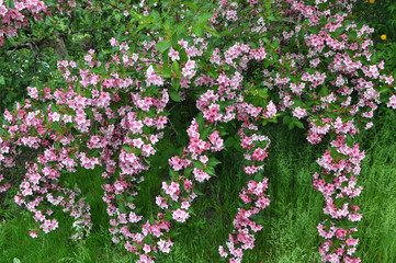 Weigela blooms in the garden.