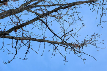 Branches of trees against a blue sky in springtime. 