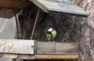  bird tit sitting in a bird feeder