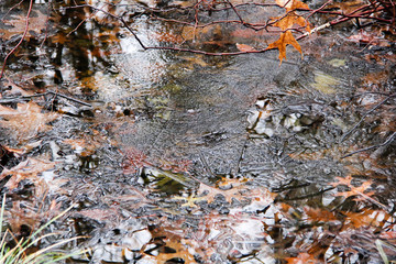 Ice over the Great Swamp in Basking Ridge New Jersey in winter.