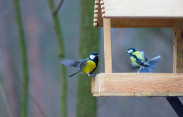  tit birds near the feeders