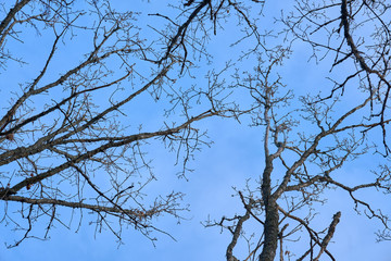 Branches of trees against a blue sky in springtime. 