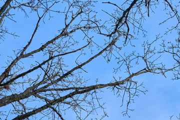 Branches of trees against a blue sky in springtime. 