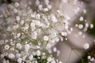 Photo of trendy flowers for graphic and web design. Floral image for web or mobile app