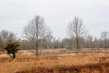 Winter at the Great Swamp in New Jersey