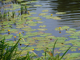 water lilies on the river