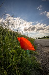 Red poppies in the foreground on the roadside