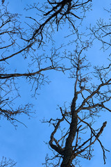 Branches of trees against a blue sky in springtime. 