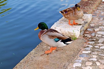 ritratto del bellissimo Mallard Duck, noto in Italia anche come Capo Verde. È considerato il progenitore della maggior parte delle razze di anatre domestiche © Simona Bottone