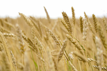 Magnificent ears of elite barley in the field. Advertising of fertilizers for farmers, agro-companies and agro-holdings.