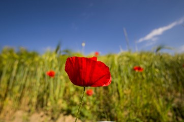 Red poppy in a green wheat field