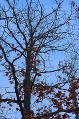 Branches of a tree with brown dry leaves against a blue sky. Late autumn concept.