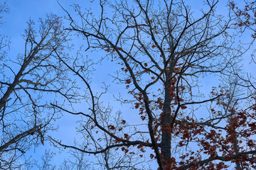 Branches of a tree with brown dry leaves against a blue sky. Late autumn concept.
