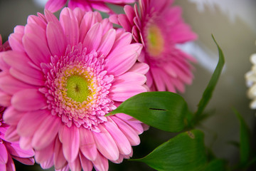 Photo of trendy flowers for graphic and web design. Floral image for web or mobile app