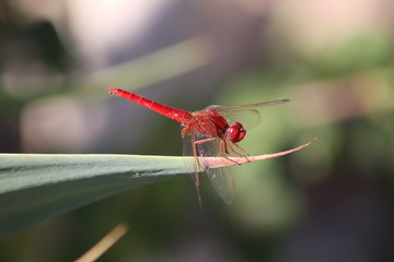Red dragonfly on a leaf