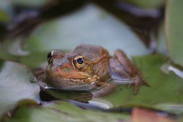 Frog staring at the camera