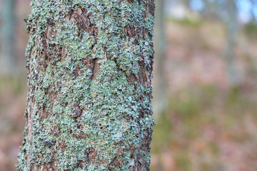 Trunk of a tree with moss and blurred background. Copy space. 