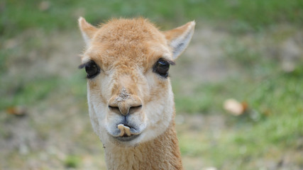 Fototapeta premium The vicuna portrait. Vicugna vicugna