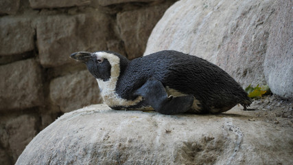 Obraz premium The African penguin (Spheniscus demersus)