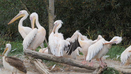 Flock of white pelicans. Pelecanus onocrotalus