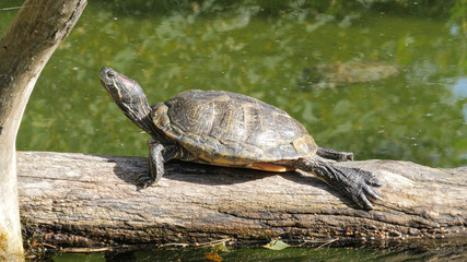 Red-Eared Slider Turtle is basking in the sun. Trachemys Scripta Elegans