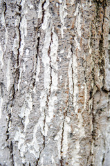 Natural Style Wood Texture, Old